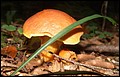 DSC06306.JPG