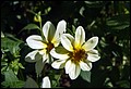 DSC05334.jpg