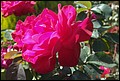 DSC07338.jpg